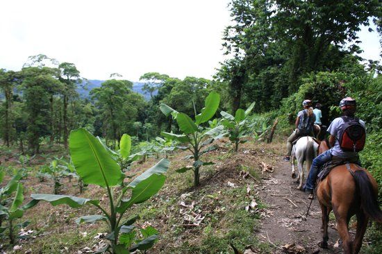 Arenal Wilberth Stables